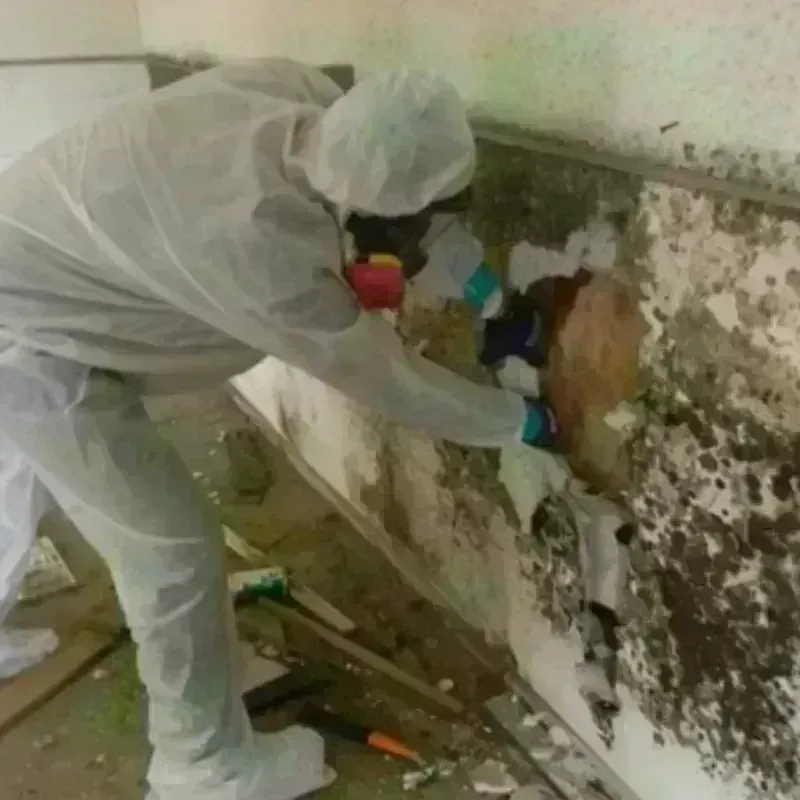 Mold Remediation and Removal in Vernal, UT